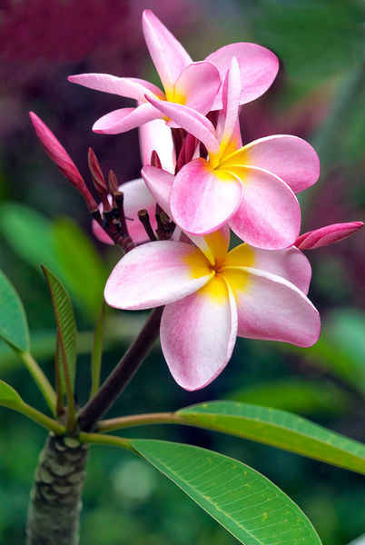 frangipani